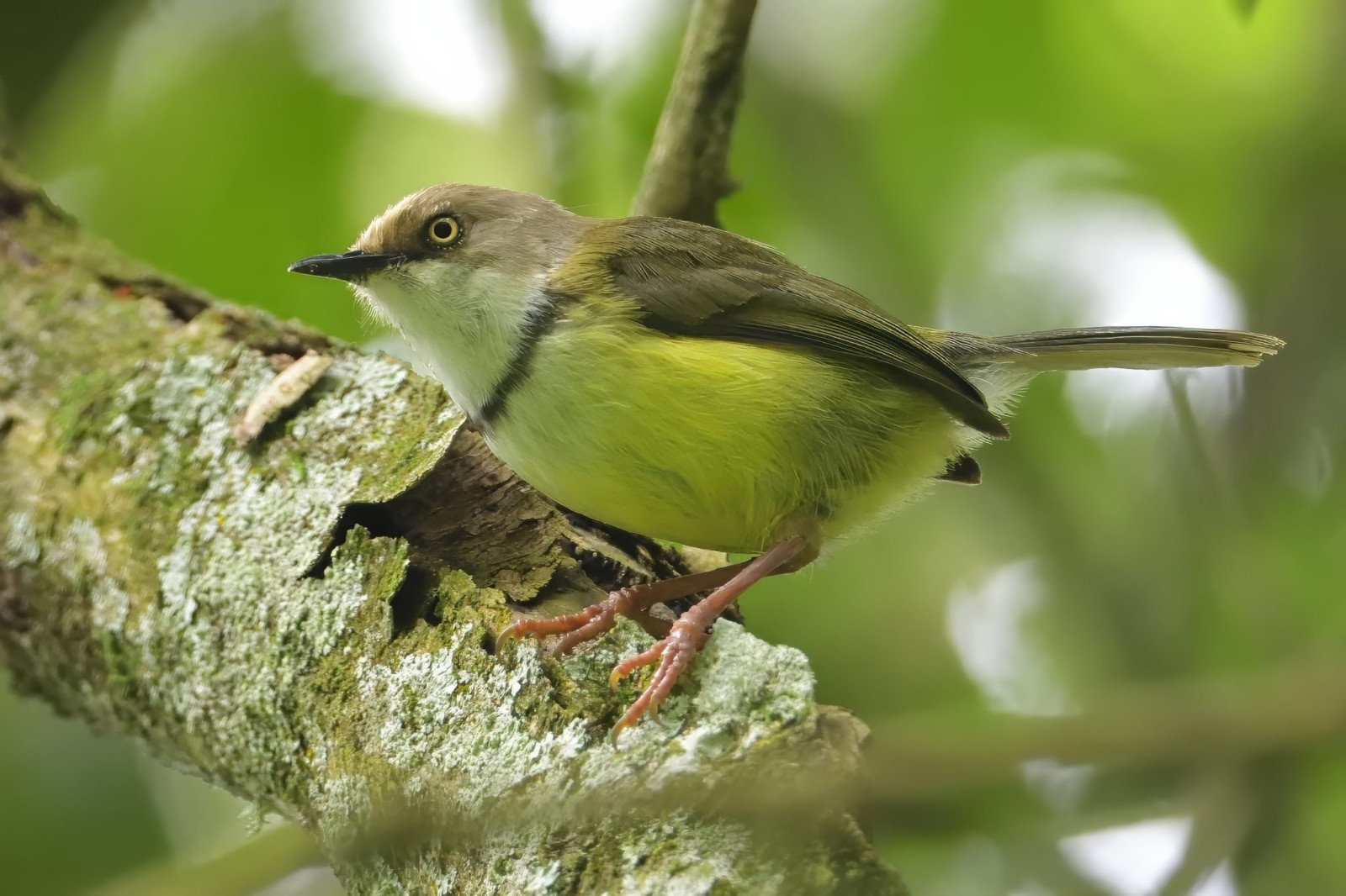 image Bar-throated Apalis